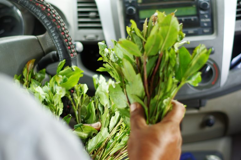 Stop au khat ! 4 conseils pratiques pour se débarrasser de cette habitude à Djibouti