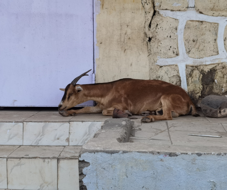 Le fléau des animaux errants à Djibouti