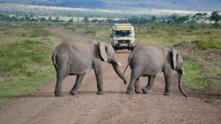 Découvrir le Kenya: Un pays extraordinaire à explorer !