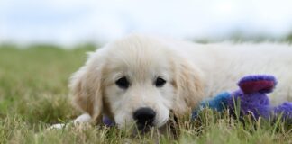 La Gestion Responsable des Populations Canines Errantes : Une Approche Intégrée pour un Avenir Meilleur